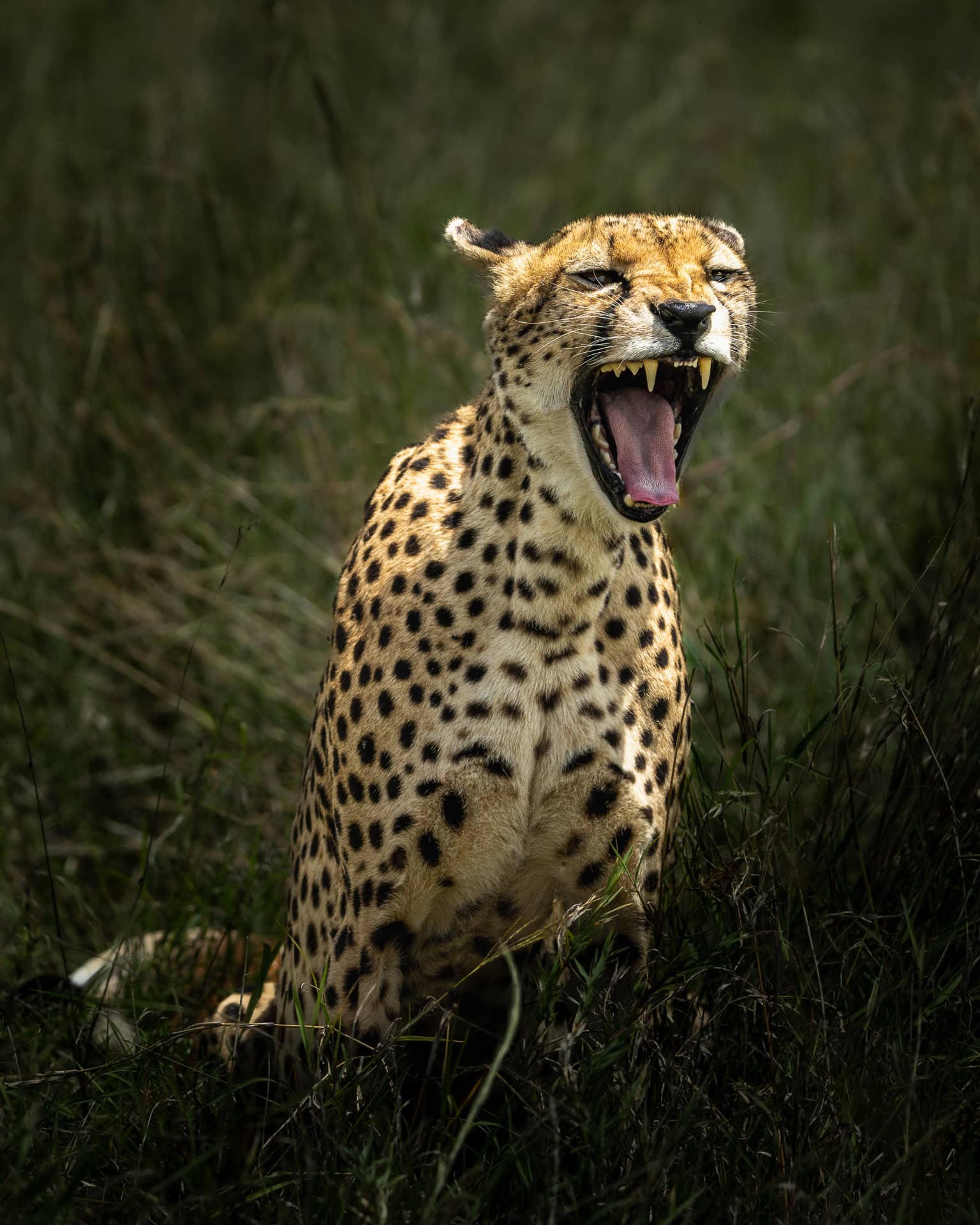 Wildtierfoto Gepard in der Serengeti