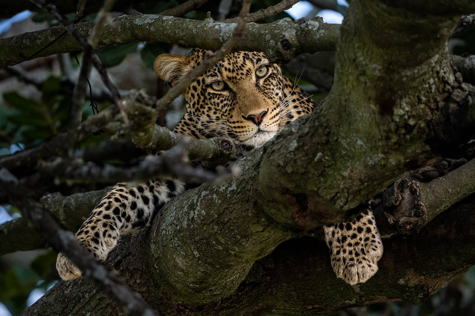 Tierfoto von Leopard im Baum in der Serengeti